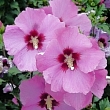 Althea flower meaning