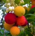 Arbutus - Strawberry tree - flower meaning