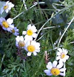 Absinth Wormwood Flower